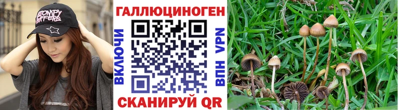 Купить Элиста Псилоцибиновые грибы прущие грибы